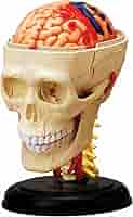 【貴重•美品】A Manual of Cranial Technique 貴重•美品】A Manual of Cranial Technique